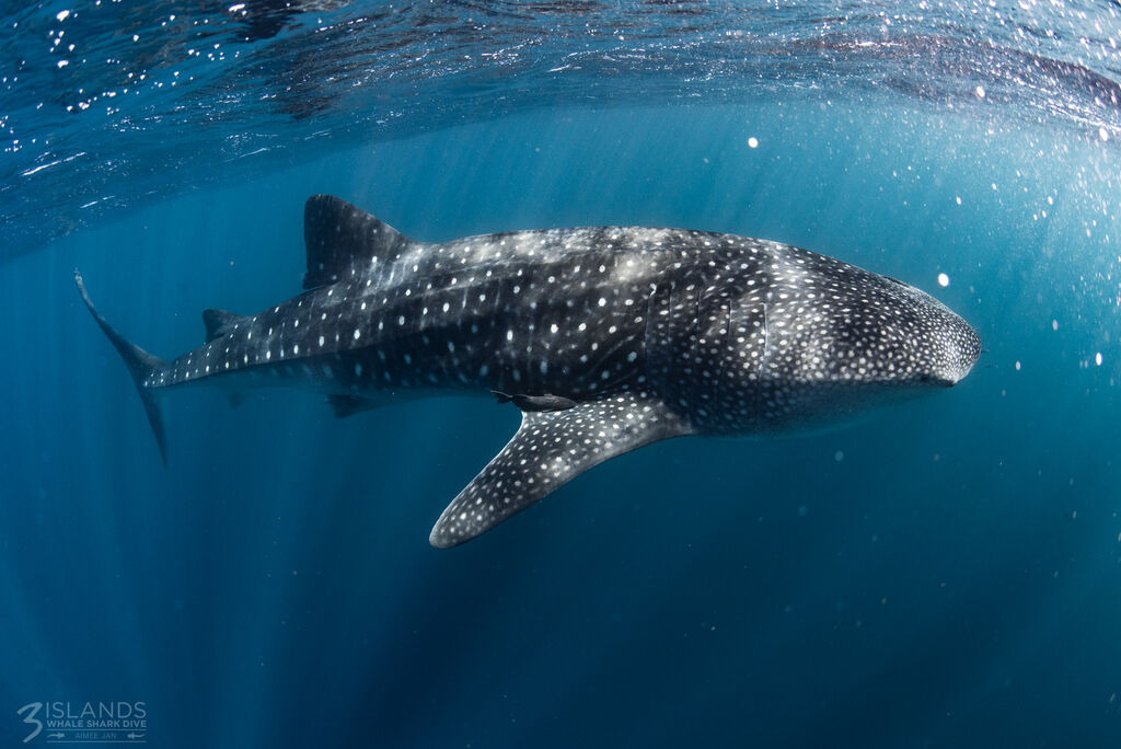 b9e4b6f6-be5b-4629-a83f-bfeb7dd4a913