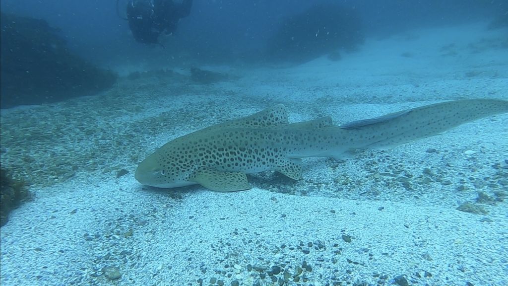 f82157f5-1499-4c04-baaf-b7ed0f416e4a