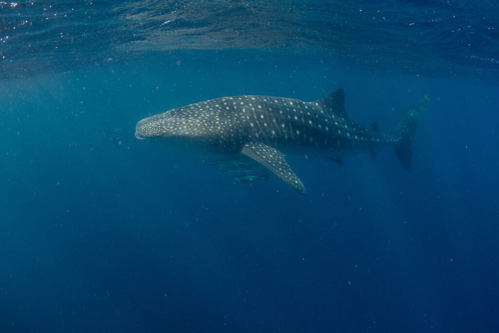 960a3f2a-181c-4fd9-9858-16de7132ae76