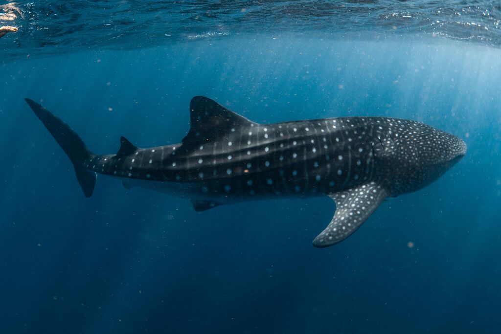 fa45b4d6-0fe5-454f-9efe-0f4bbce51088