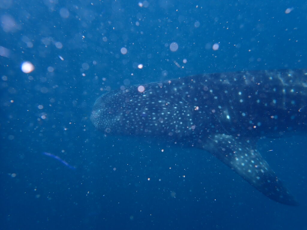 37d373ae-8860-41b1-baa8-28c4896747a1