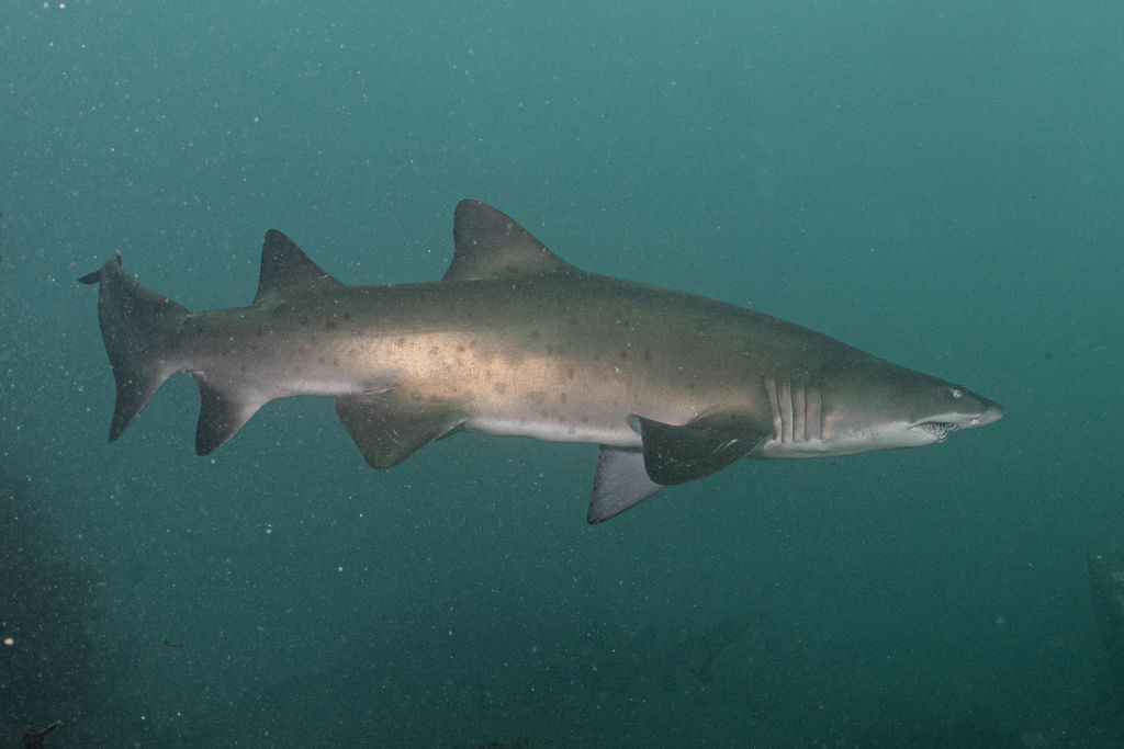 362b7f38-5caf-4319-8a8d-3d1890700297