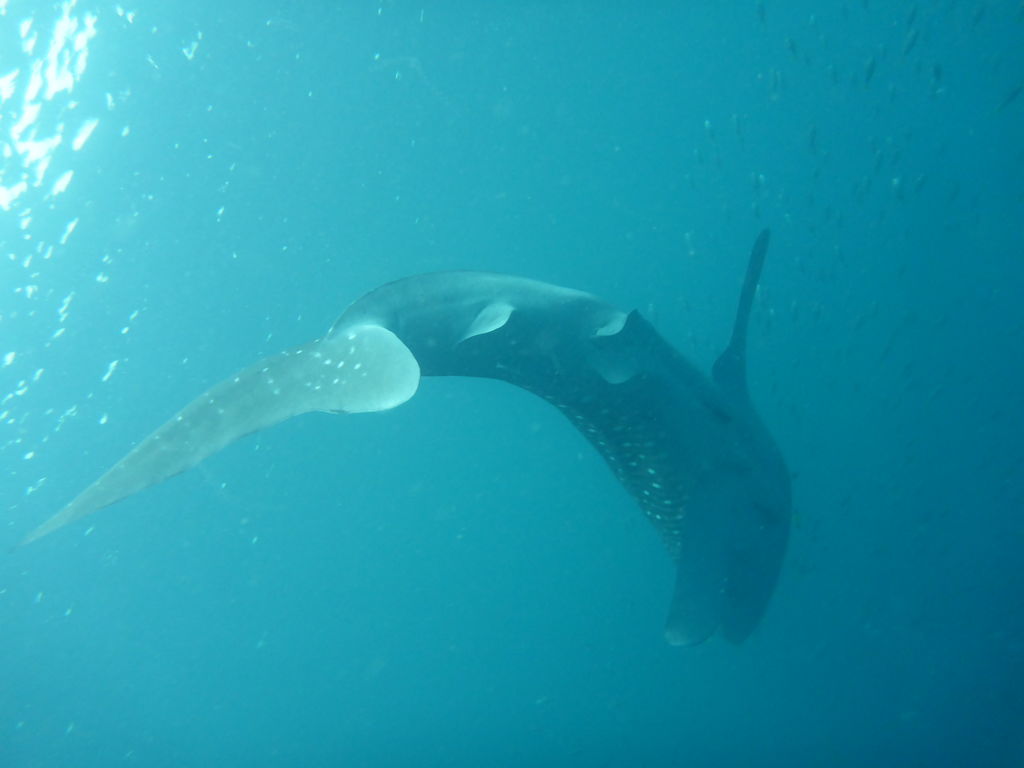 04f34aa4-8c2e-42d5-a60c-61d43c8d0662