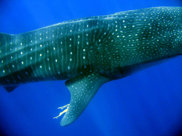 abd4a061-cfeb-4e4b-9225-5f6468b031dc