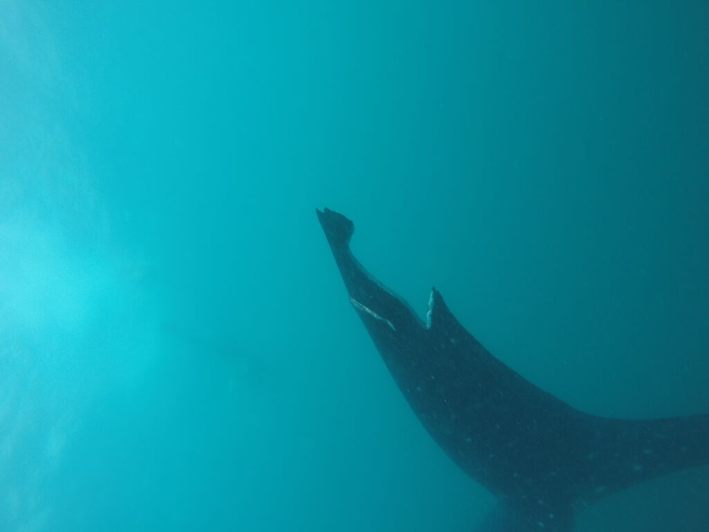 01e73195-db96-4312-aba8-9fc8004d289e