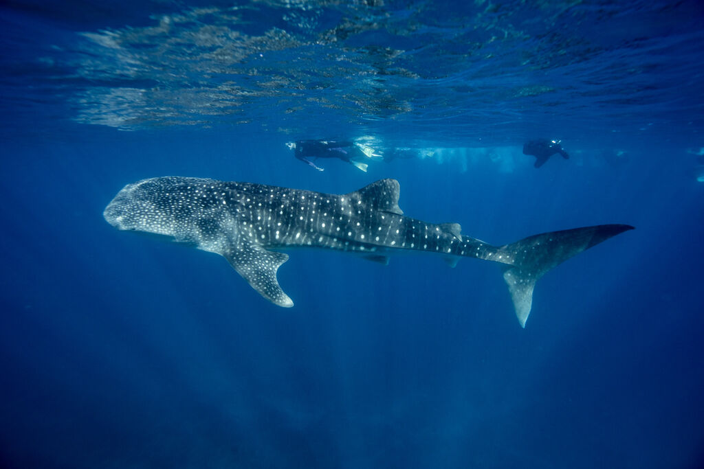 53fa1372-33a9-410f-9337-a7ef4983fea6