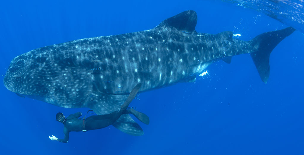 080fa5e5-0568-47ab-bcfe-7a696780b75f