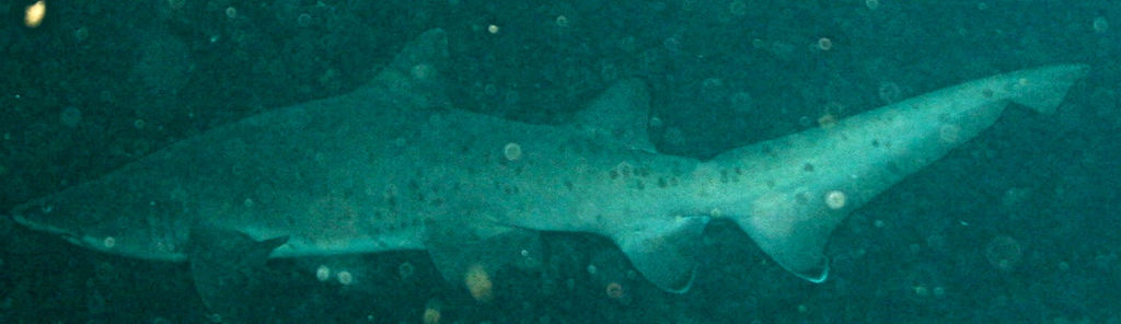 03284fcd-ec95-485a-a49c-42c3280fe097