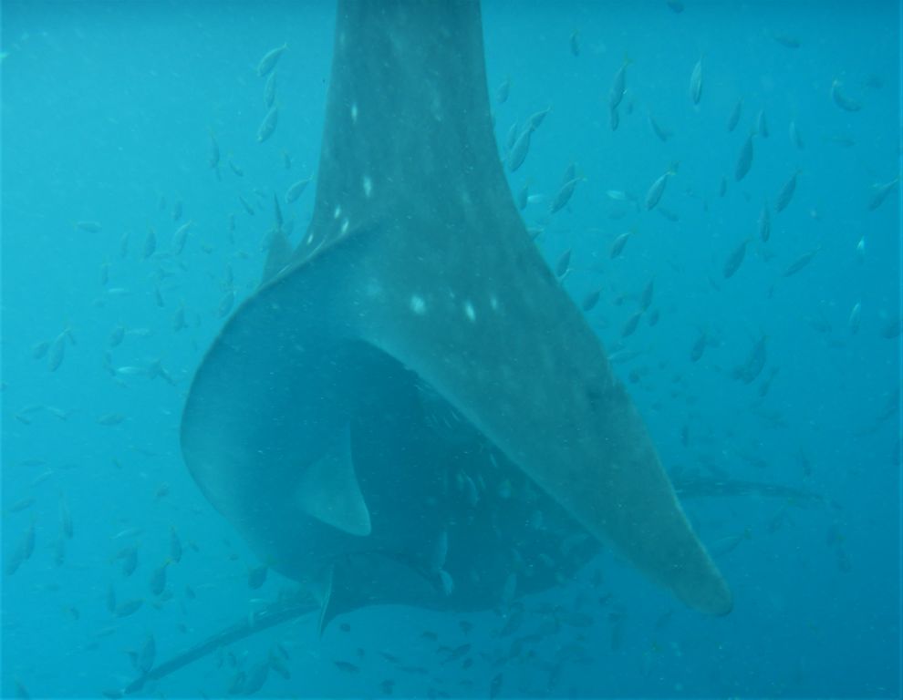 347647b2-22da-4610-8abc-a2b5840eccd0