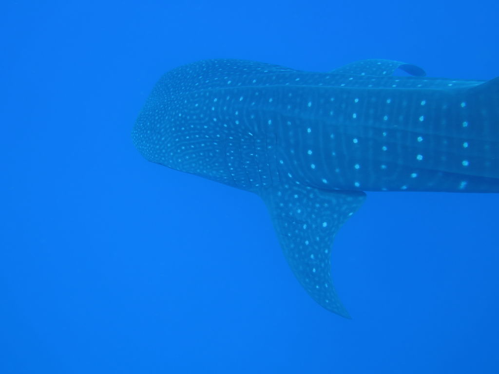 d2f0b738-b6f1-4380-b7f2-a3e566225255