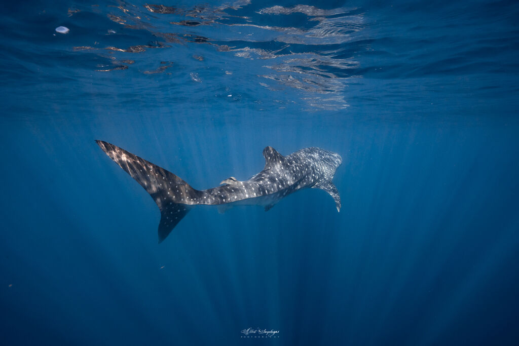 7a95e475-04c8-4448-bd32-9f3561168260