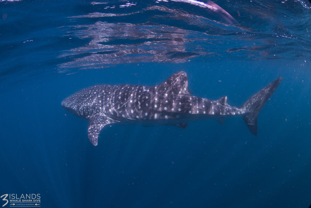 31178a2a-1186-4d2f-99cf-0a01cfeca49c