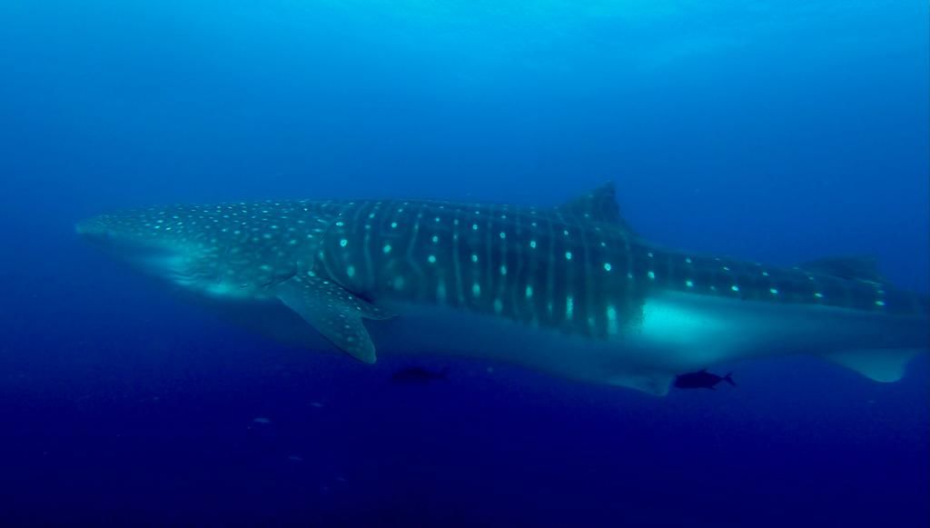 f22601f3-8091-4452-8a64-ff147ef46364