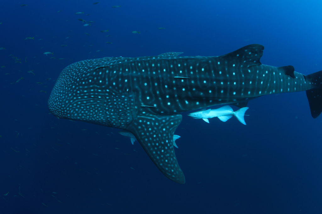 faeead5d-be80-4cec-a15a-543379e2967b