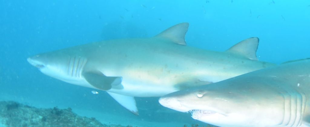 a8504f4c-3fd0-44ce-8a31-63a8823bd5ad