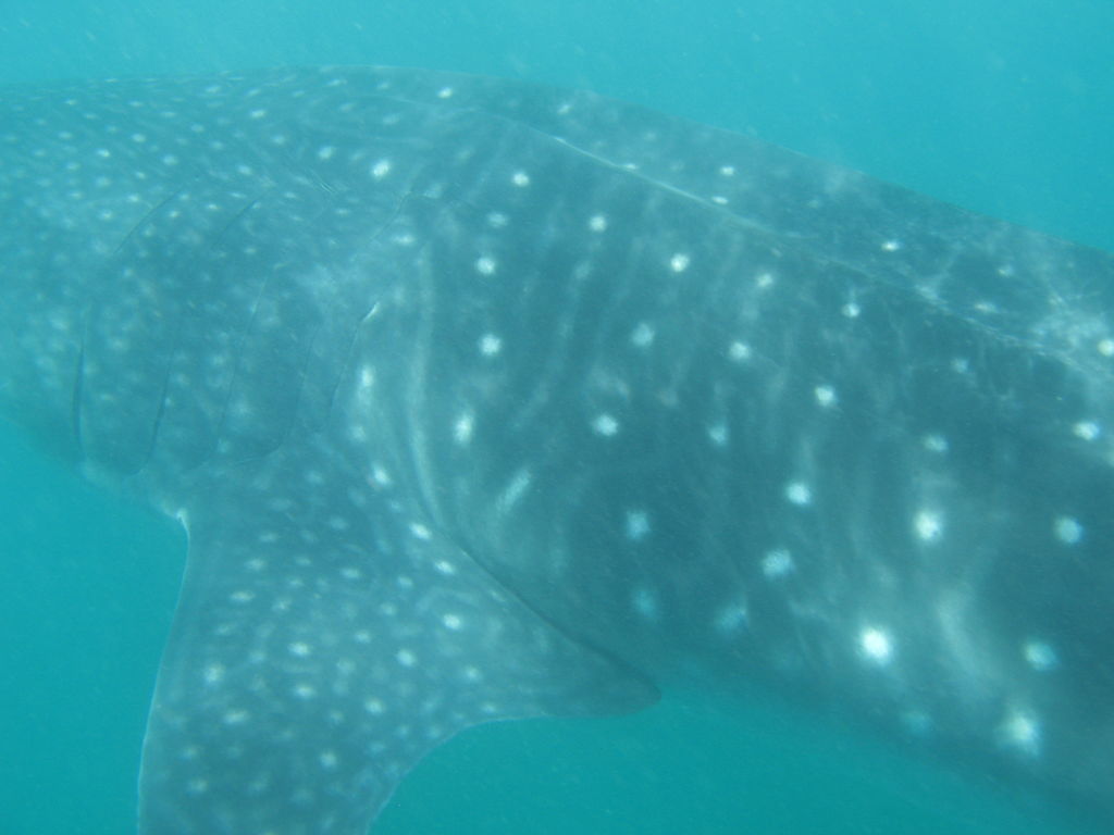 cef9aaf8-c7c4-45b1-9031-30b5ecd85f27