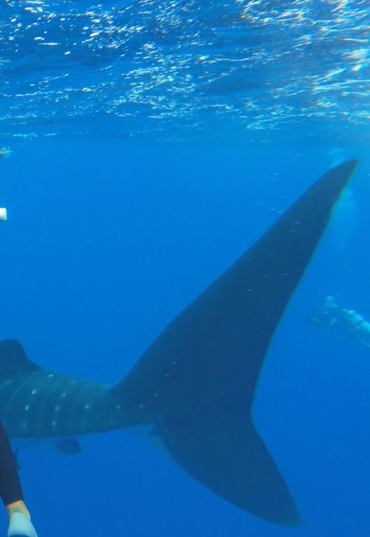 1ce9b4ee-283c-43fd-8e44-225fd607de6b