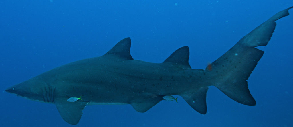 9737cbe0-1d0e-494f-a205-160decc9302e