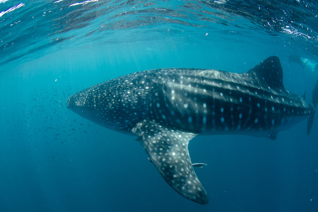 49e96910-a4ab-4844-a609-8fcbc92775f1