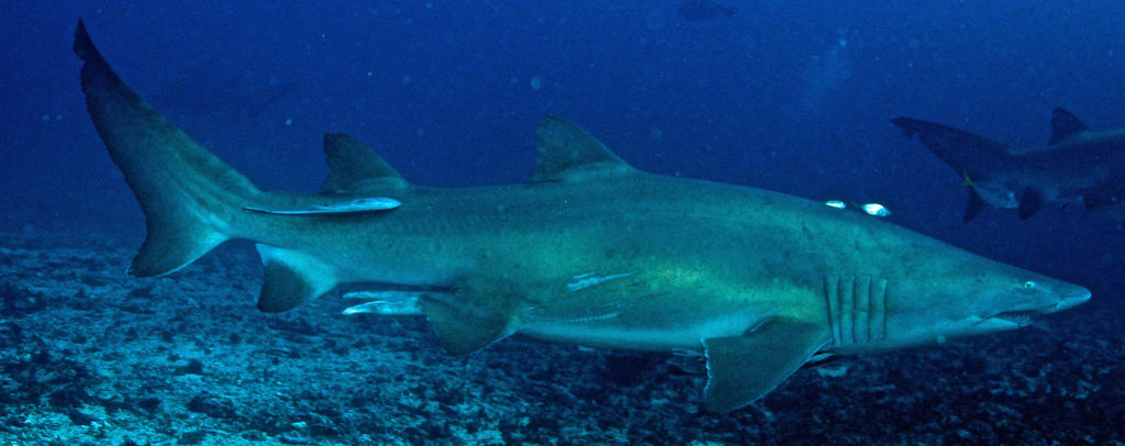 deece9a3-b33e-49b6-8c24-b06bd439e53d