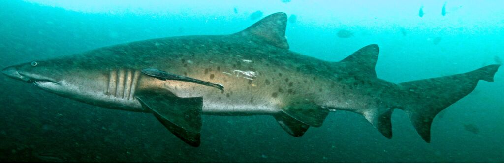 a71f890a-0067-443e-9731-40e356a0a7b0