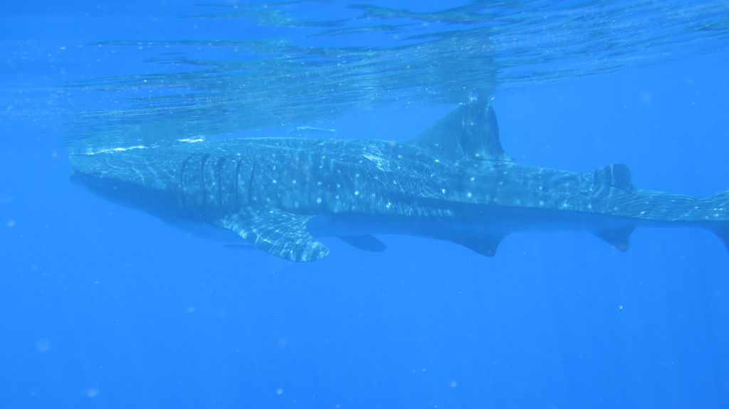 d6f0d295-4b06-4a12-87c3-e7bc1fbdc397