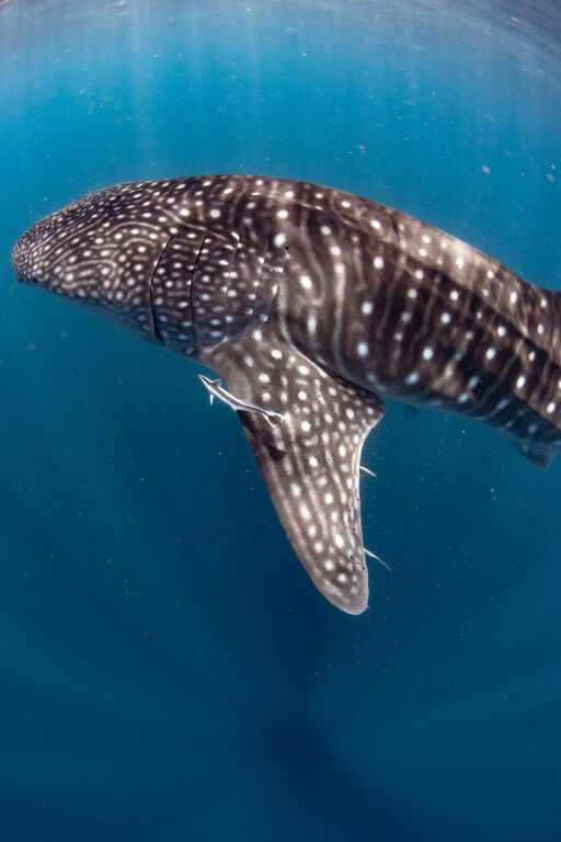 7d0f33ec-04c6-46c7-8e30-9dd23224675e