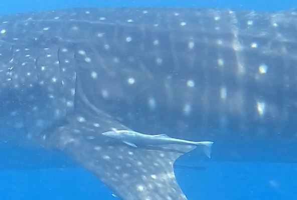 1dc31906-12e3-42cb-9920-4cdc0a67ea9a