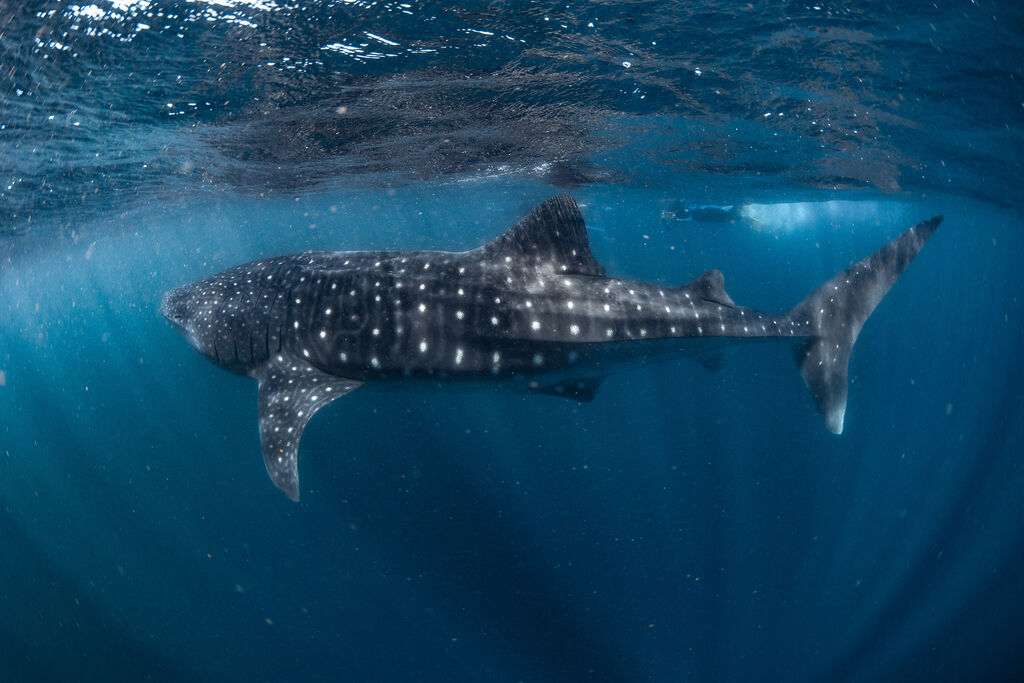 c0506683-4567-43ac-8822-8c1cf2af7c91