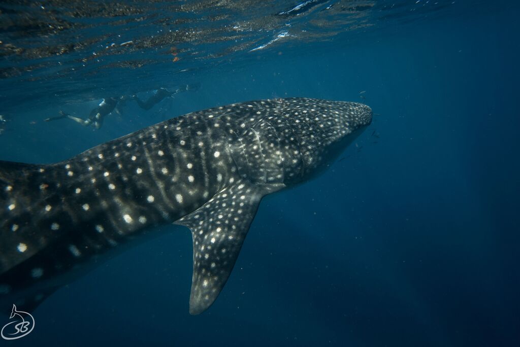 47f4c75c-4730-41ca-a30e-fb7eb998ca62