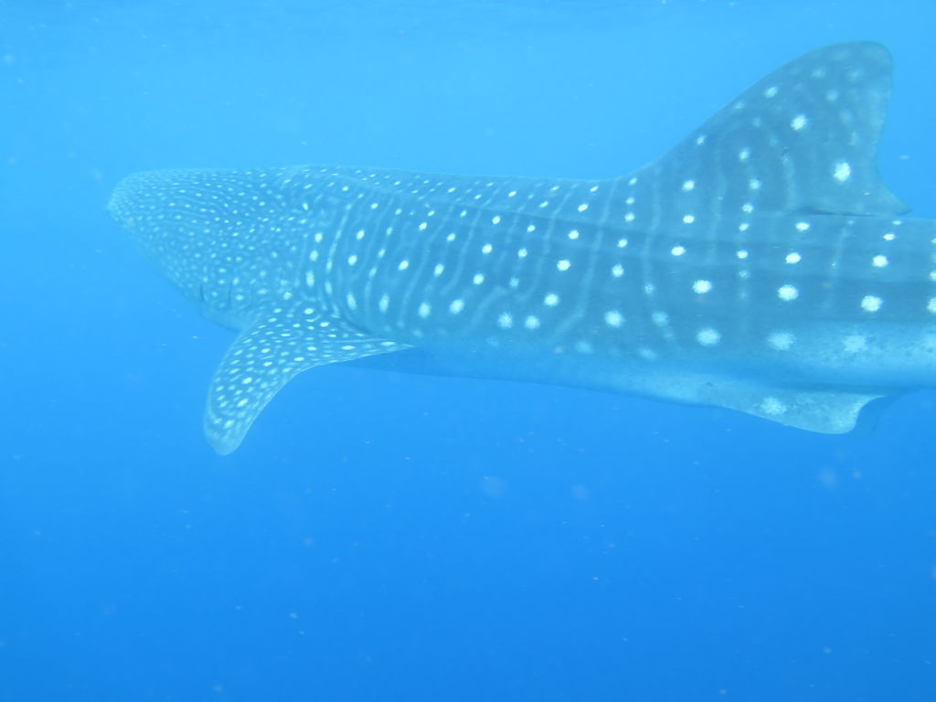 42cf9e79-b911-4643-8746-77dcaf1cbc97