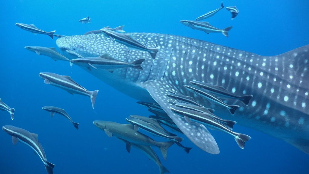 1068864d-bbc8-40bd-b023-3aaf3e9ba58d