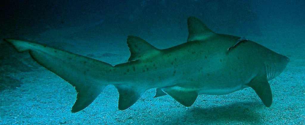 97d381cd-b66f-42d5-a7a6-0dbe38a966f2