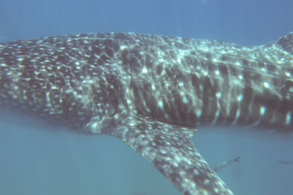 f3015d78-b0f5-4987-8ddf-ba0bbef28e63