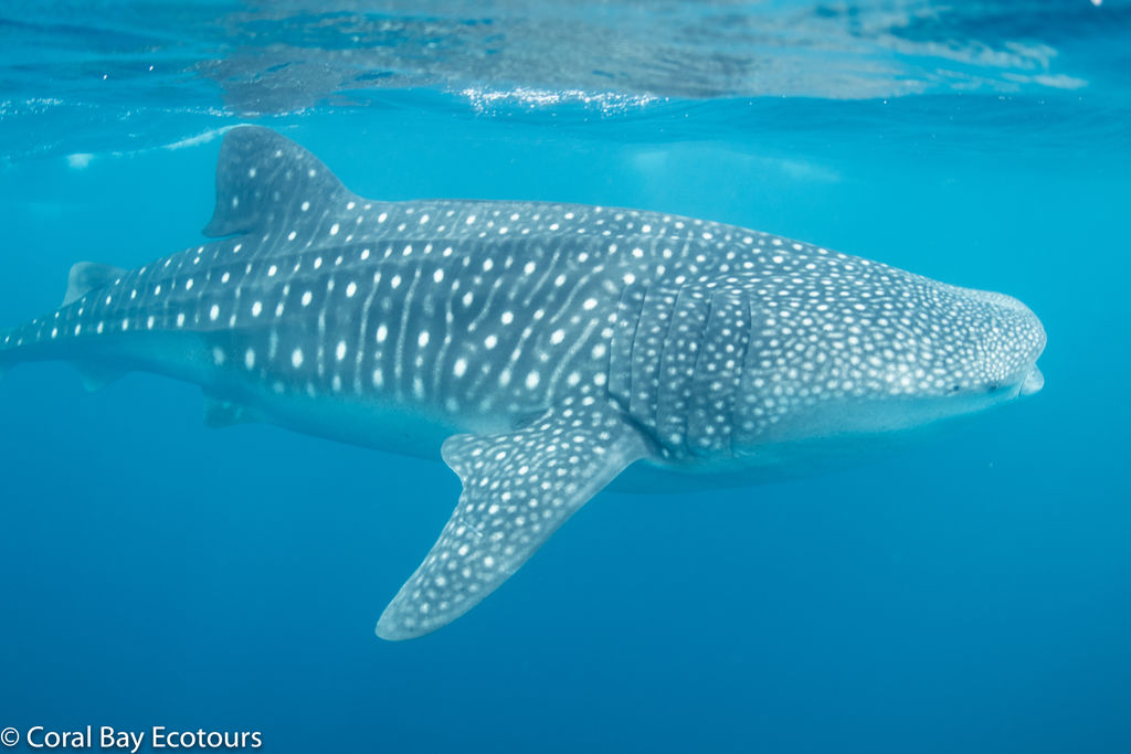 44771b50-c1f1-4900-ae55-f61dd6172ef3