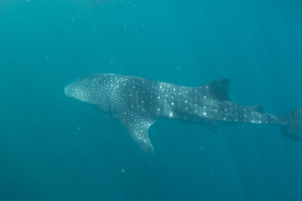 469a1fc2-5399-4c91-8333-cec2979a6382