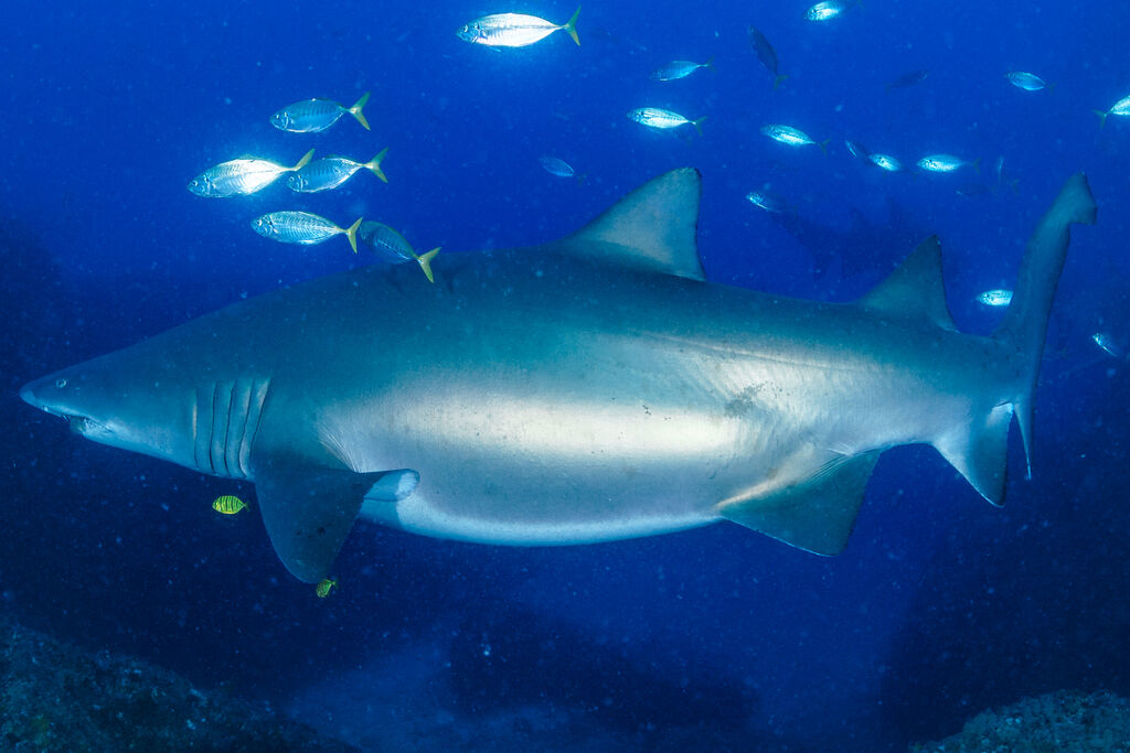 f1516353-b719-4045-addd-1ba2f057ce57