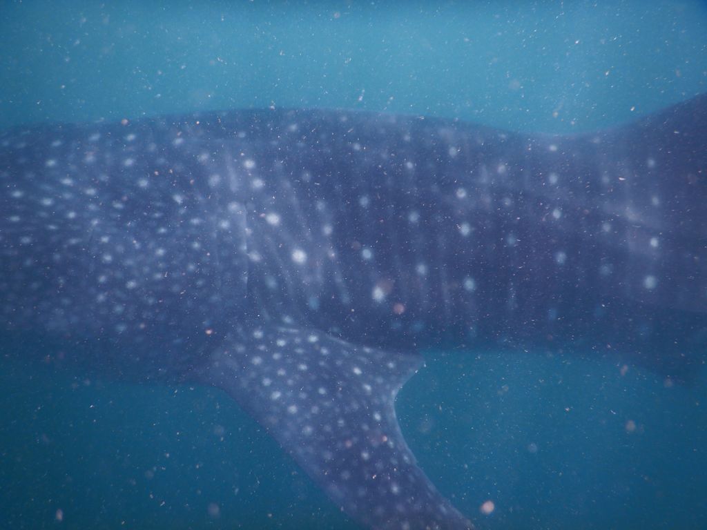 35850f36-8077-44ee-b787-f880009653db