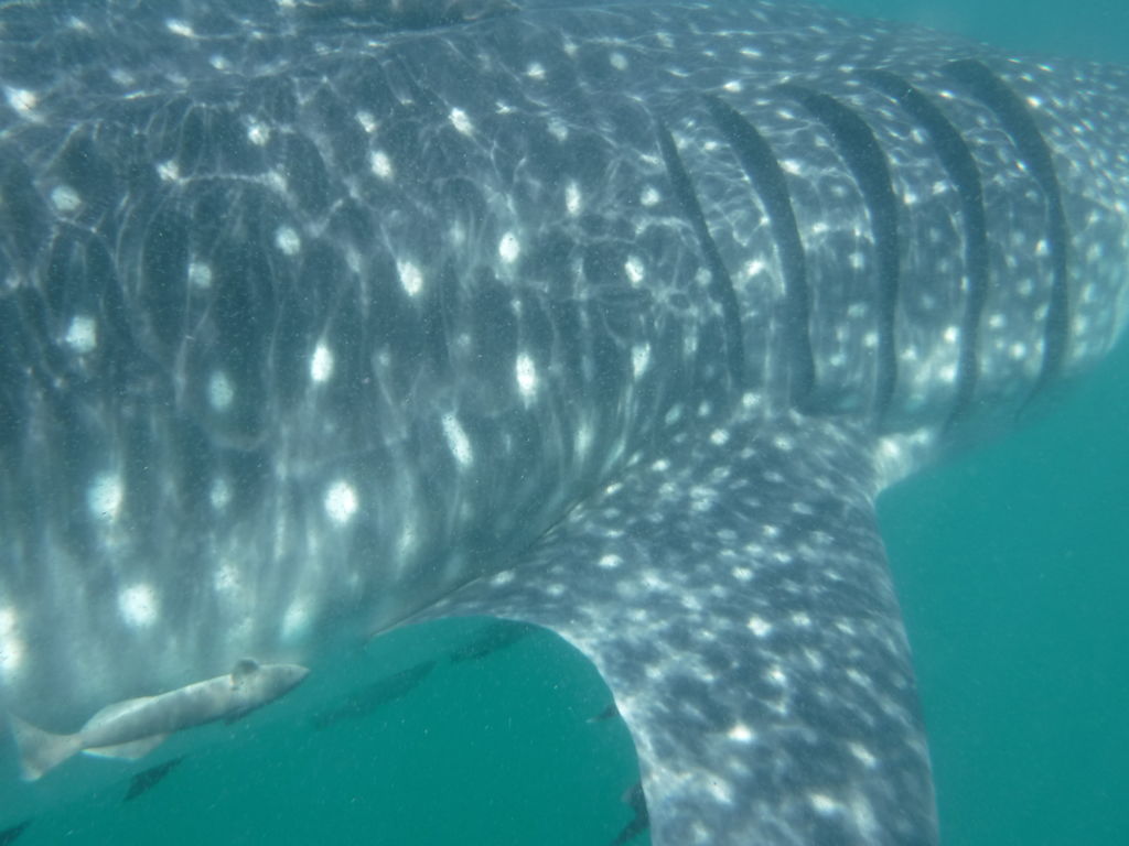 9ac6119a-c253-4a25-ac8e-aba77be6aa62