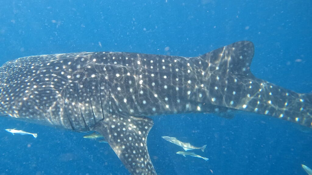 4c1364d8-b3a2-4bb9-b309-e6d81fb2fba1