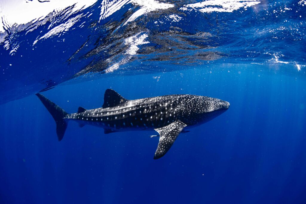 89d6d2a7-ba3a-4408-adb0-0c2f515d6a2e