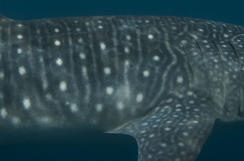 06fda762-e0ec-47d8-a5d2-8b01f167393a