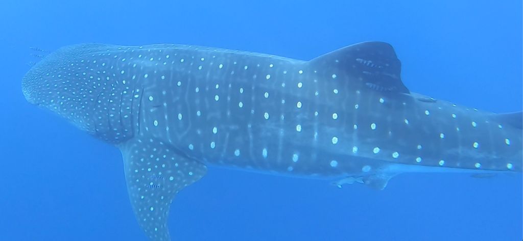 bb9aebc2-0720-44dc-974c-8c303fe37e40