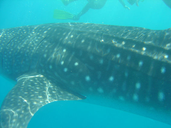 96e8c27e-a857-4fc1-b989-a8b59705ad59