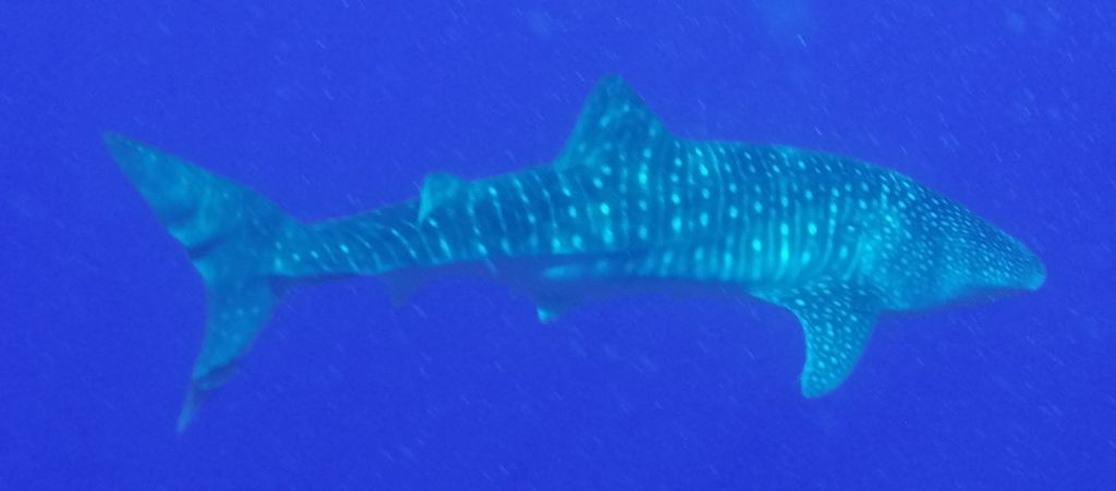 dc965002-c4bd-49a9-9dd5-72d4b1b6e3f0