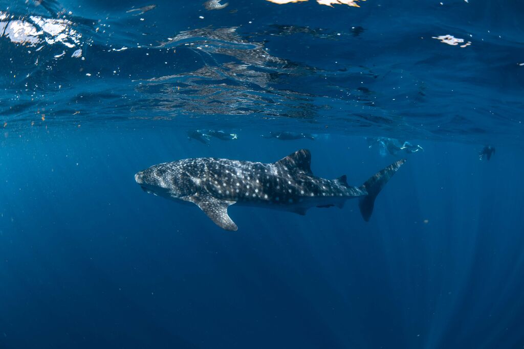 c4adc1e1-4952-4b3e-9ebd-adc9a9ad8da3