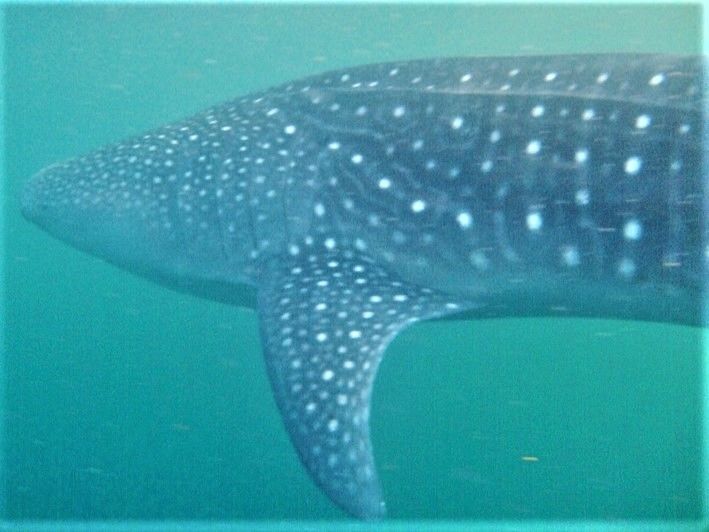 7128b96f-cc92-4f59-a6b4-47ed36b0f43f