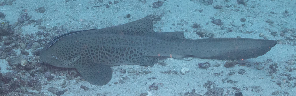 46f66e85-4ad7-4868-8658-d98ba2b02199