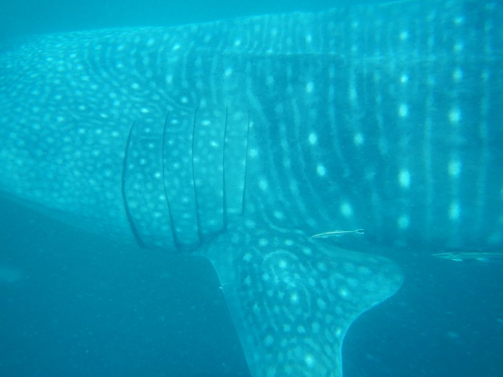 80a97ae4-f6f5-483a-9264-ced9a74da107