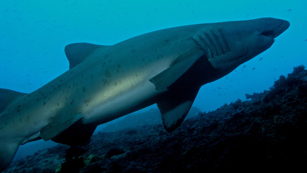 ef064a19-1460-48d4-aece-73faae828340